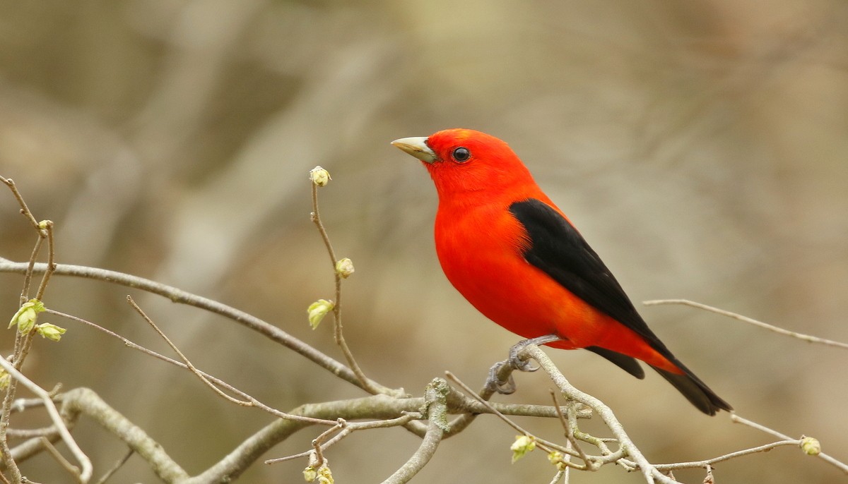 Scarlet Tanager - ML470787401