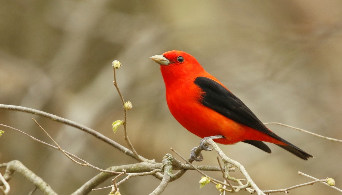 Scarlet Tanager - ML470787411