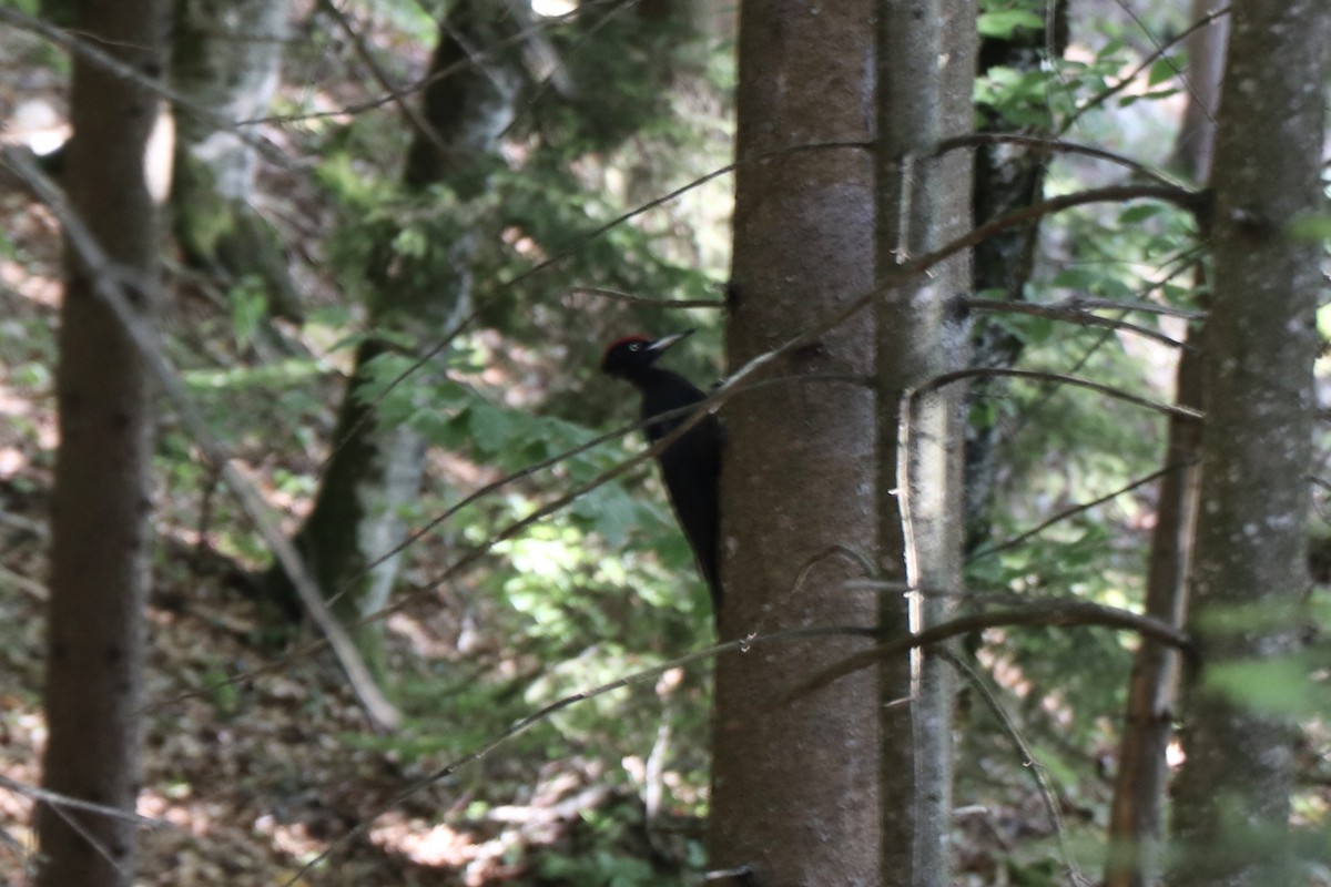 Black Woodpecker - ML470788451