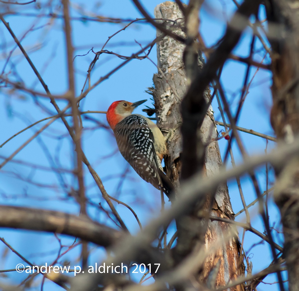 Red-bellied Woodpecker - ML47079171