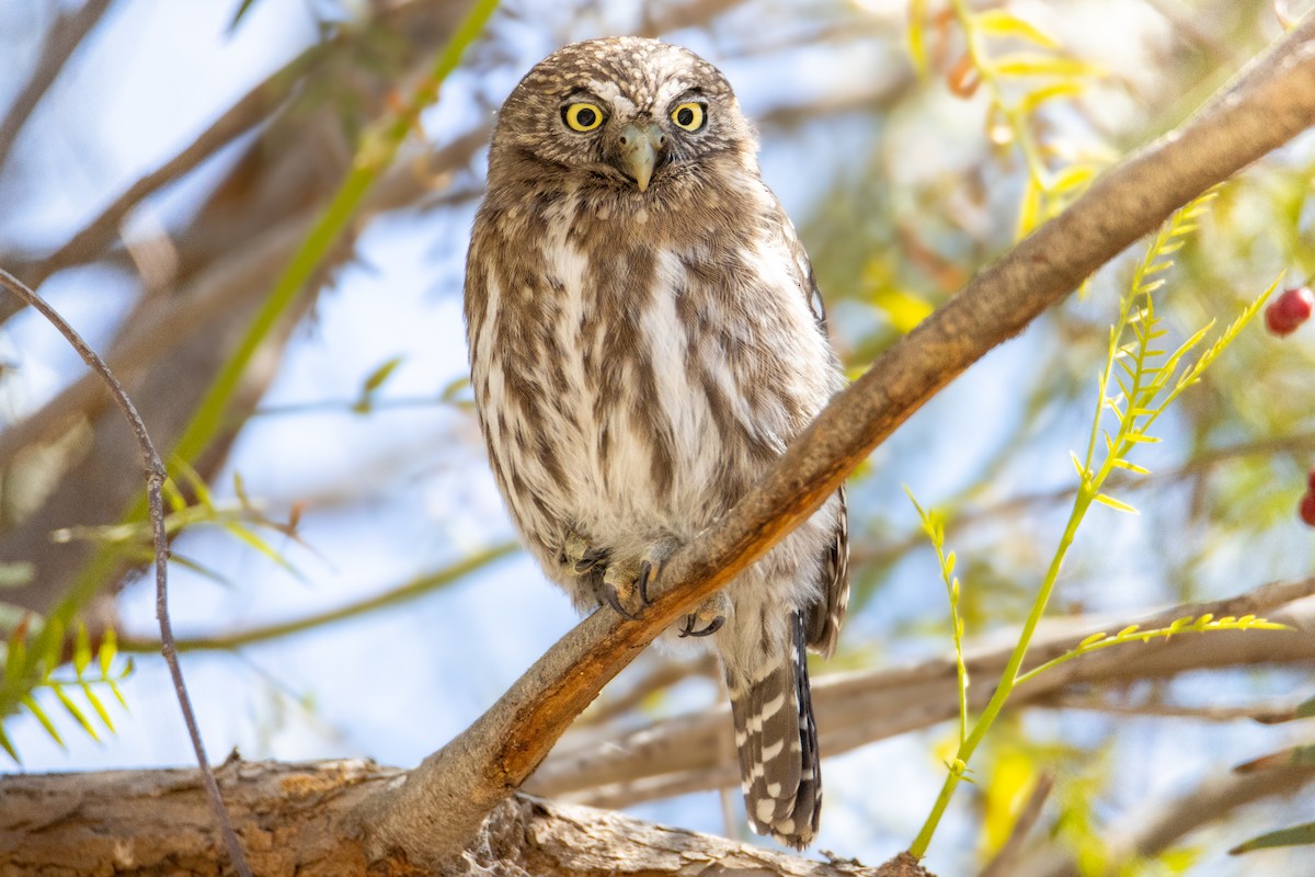 Peruvian Pygmy-Owl - ML470792931
