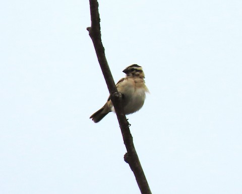 Pin-tailed Whydah - Lena Hayashi