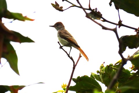 Ash-throated Flycatcher - Lena Hayashi