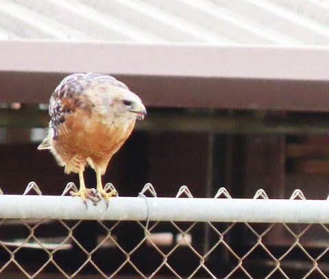 Red-shouldered Hawk - Lena Hayashi