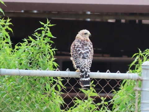 Red-shouldered Hawk - Lena Hayashi