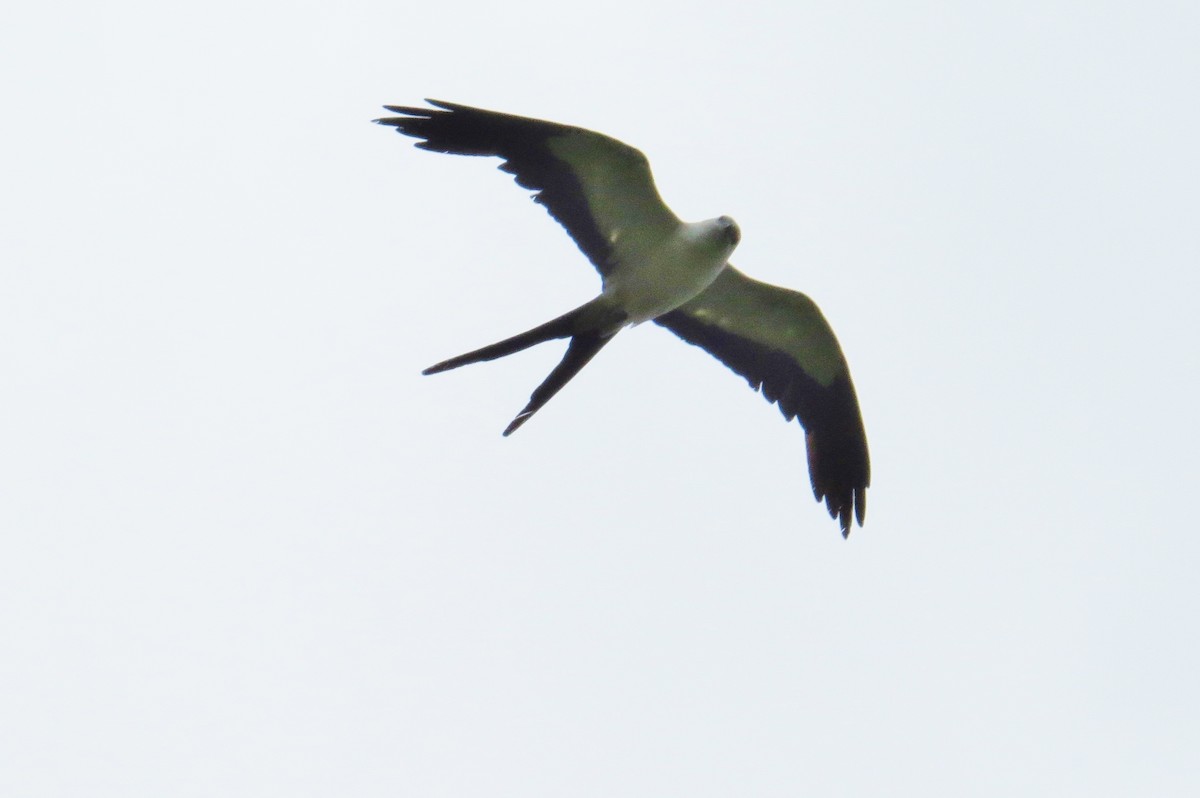 Swallow-tailed Kite - Eric van den Berghe