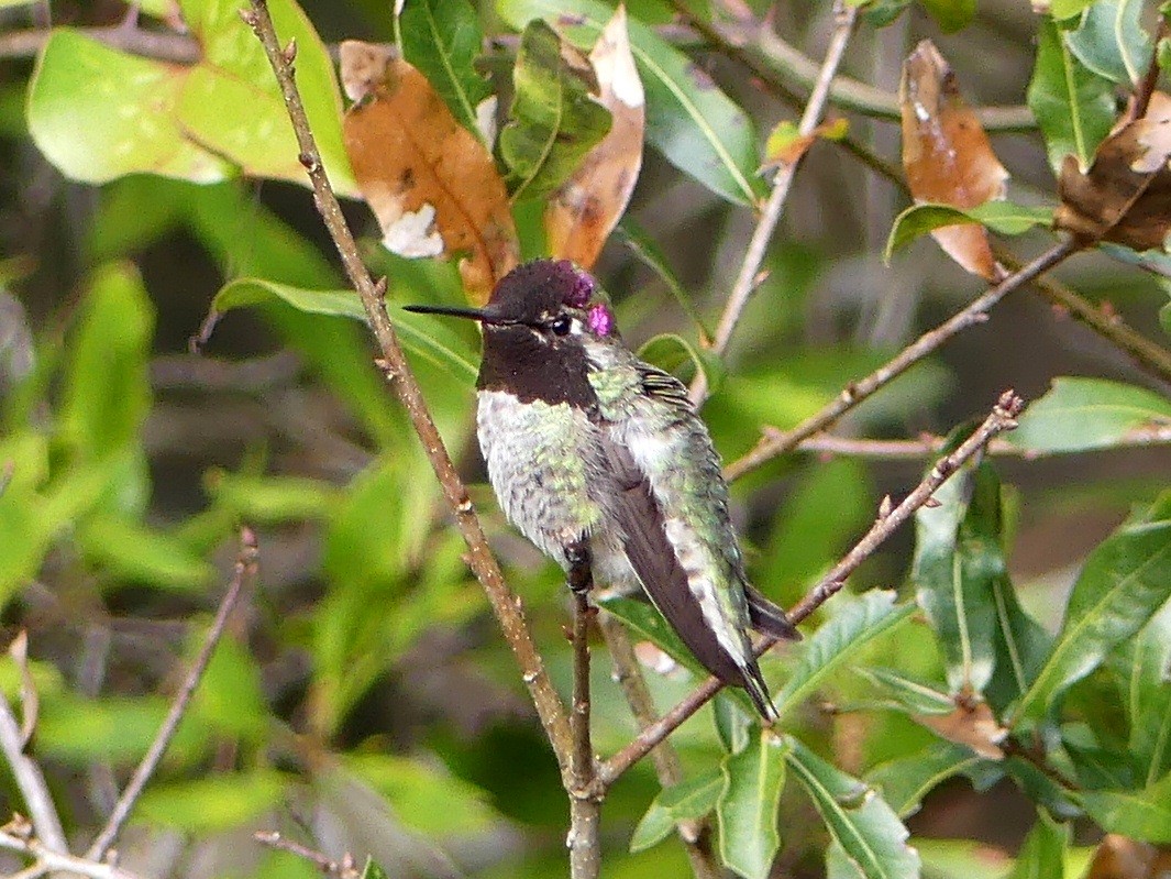 Anna's Hummingbird - Shelley Rutkin