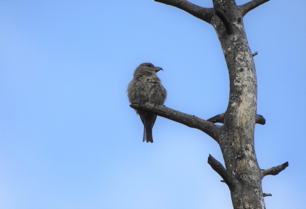 eBird Checklist 28 Jul 2022 Alfred M. Bailey Bird Nesting Area 20