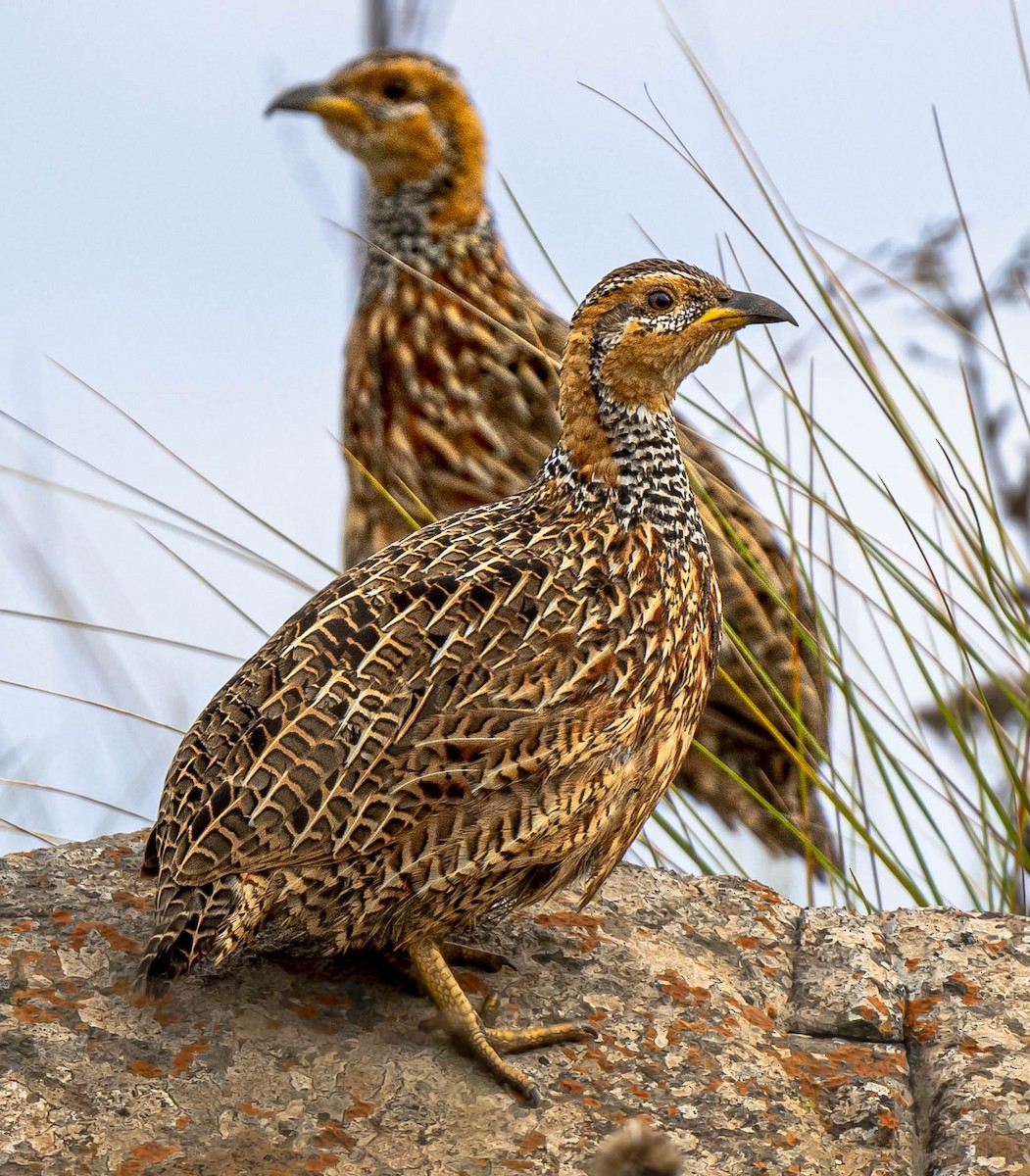 Red-winged Francolin - William Richards