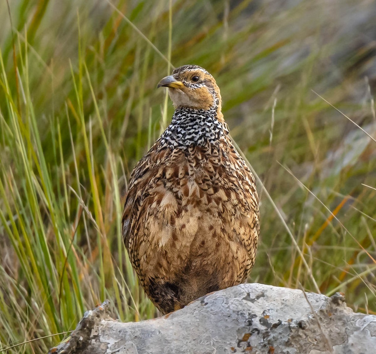 Red-winged Francolin - ML470805391