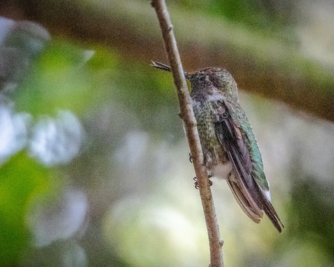 Anna's Hummingbird - James Kendall