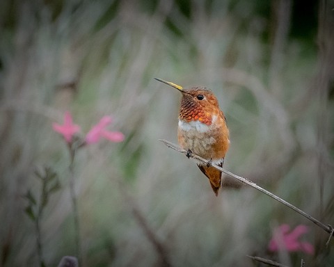 Allen's Hummingbird - James Kendall