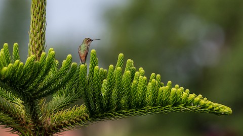 Allen's Hummingbird - James Kendall