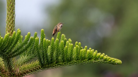 Allen's Hummingbird - James Kendall