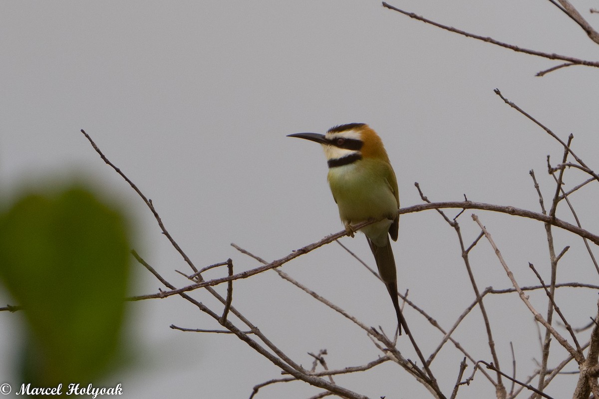White-throated Bee-eater - ML470810461