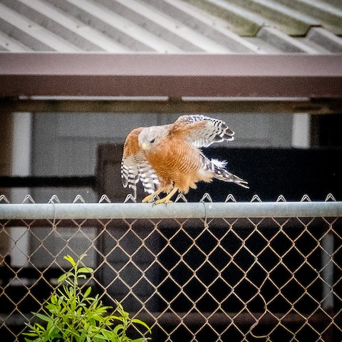 Red-shouldered Hawk - James Kendall