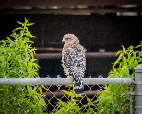 Red-shouldered Hawk - James Kendall