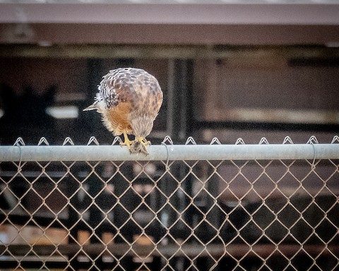 Red-shouldered Hawk - James Kendall