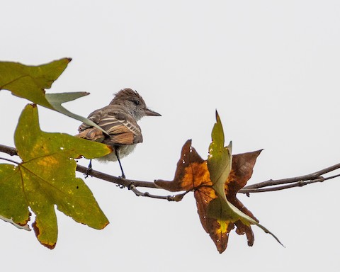 Ash-throated Flycatcher - James Kendall