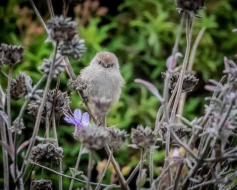 Bushtit - James Kendall