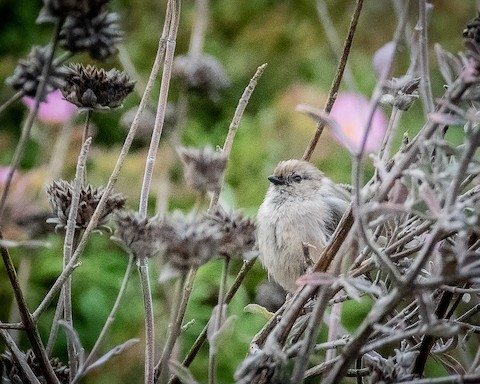 Bushtit - James Kendall