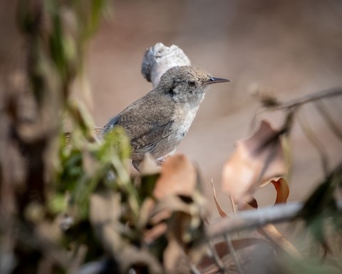 House Wren - James Kendall