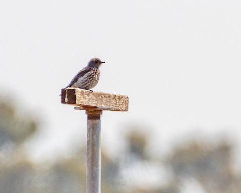 Western Bluebird - James Kendall