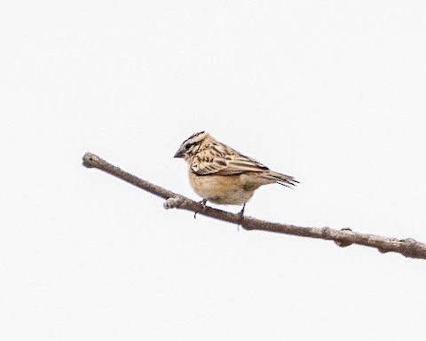 Pin-tailed Whydah - James Kendall