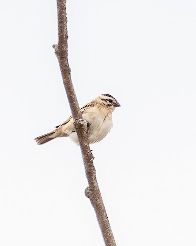 Pin-tailed Whydah - James Kendall