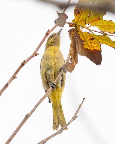 Hooded Oriole - James Kendall