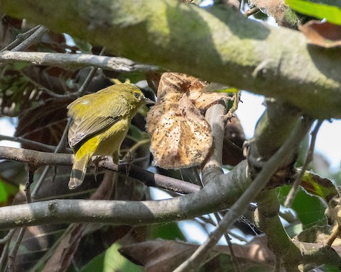 Orange-crowned Warbler - James Kendall