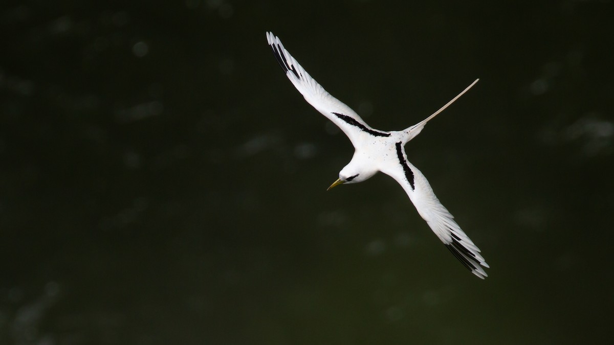White-tailed Tropicbird - ML470814091