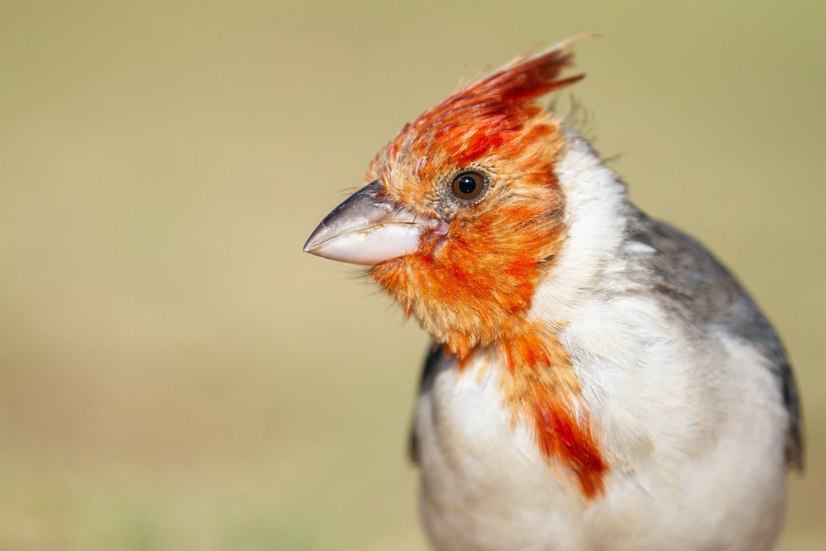 Red-crested Cardinal - ML470815601