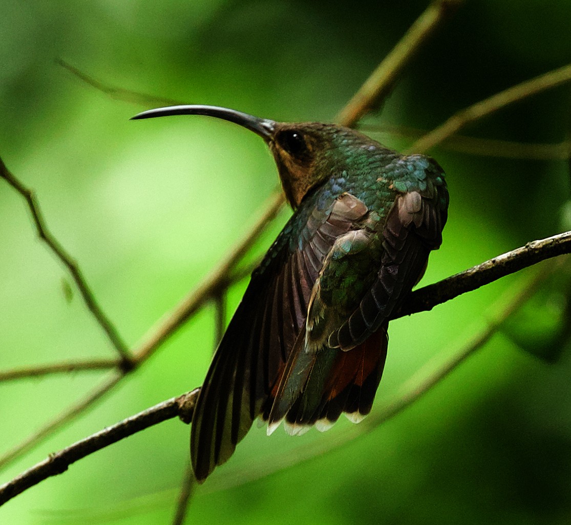 Rufous-breasted Hermit - ML470821371