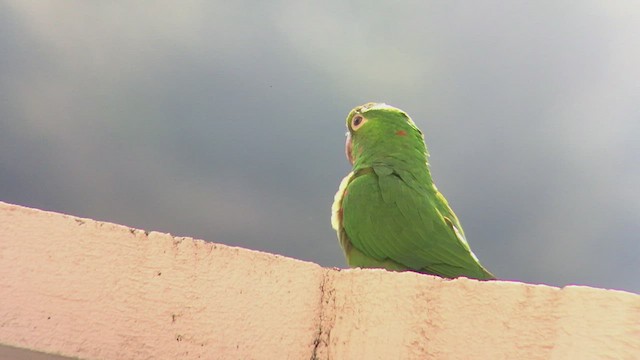 White-eyed Parakeet - ML470834241