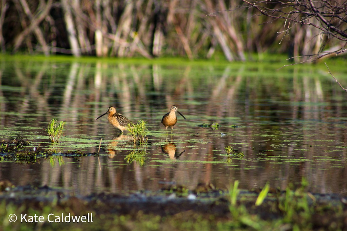 Long-billed Dowitcher - Kate  Caldwell