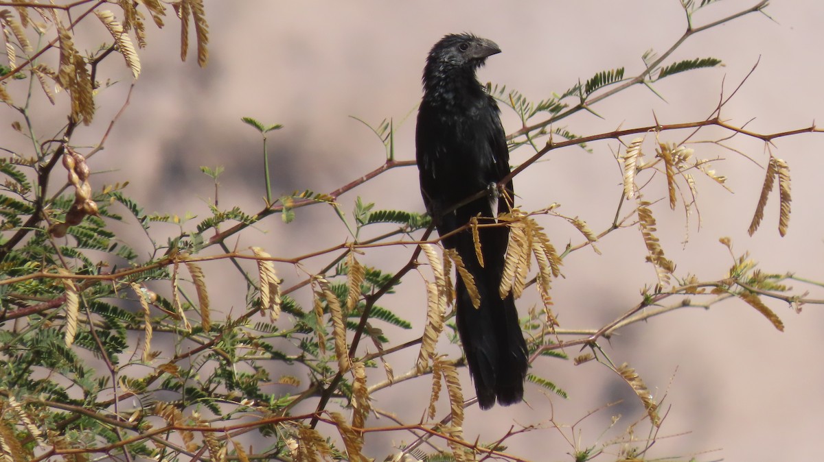 Groove-billed Ani - Nelson  Contardo