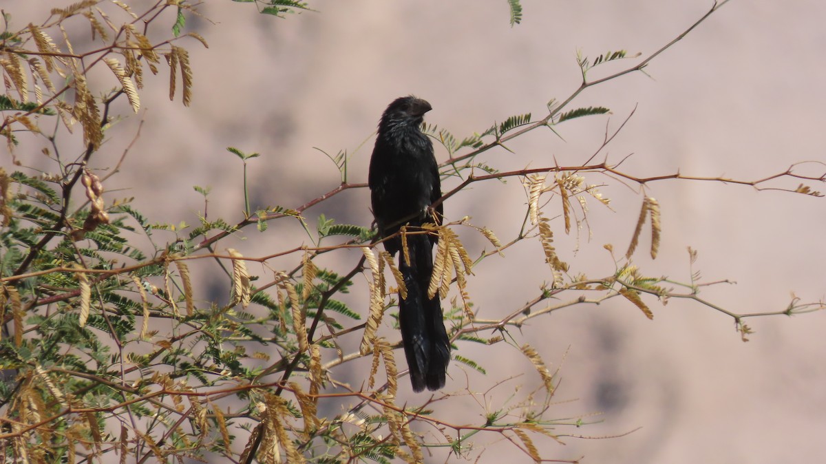 Groove-billed Ani - Nelson  Contardo