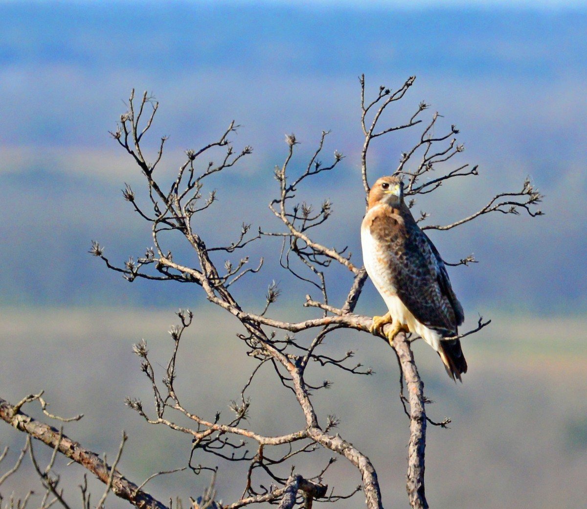 Red-tailed Hawk - ML47084421