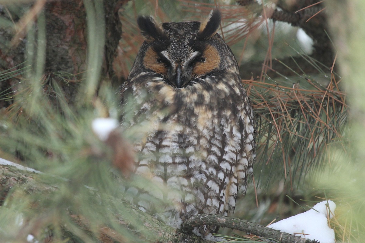 Long-eared Owl - Warren Leow