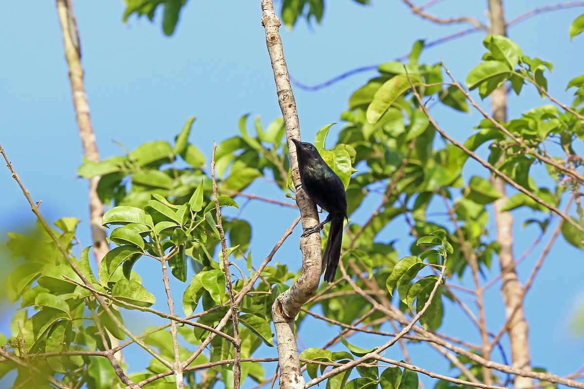 Long-tailed Starling - ML47084671