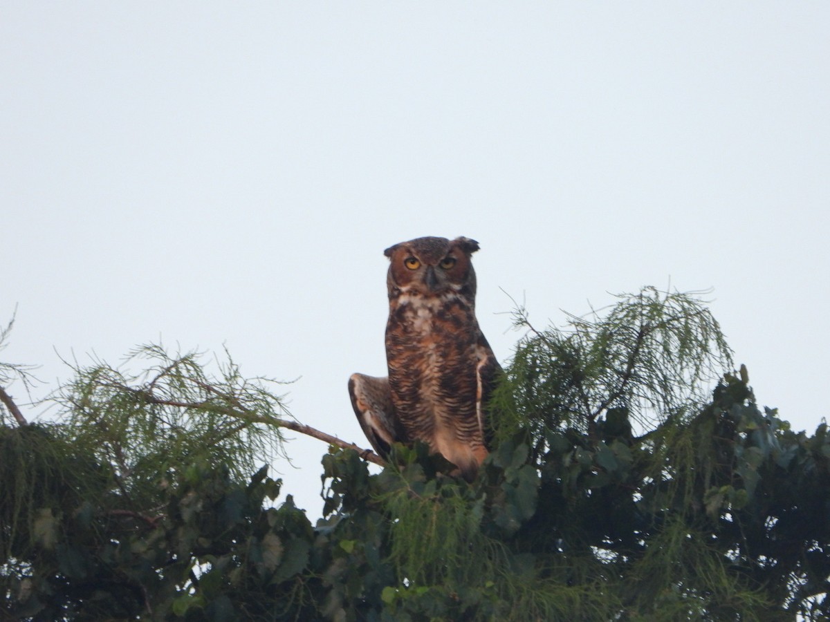 Great Horned Owl - ML470851011