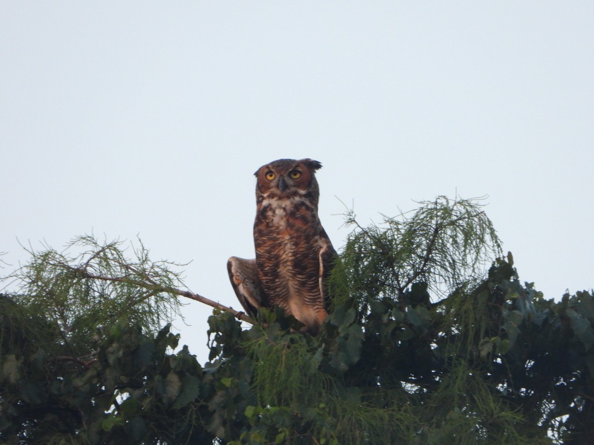 Great Horned Owl - ML470851021