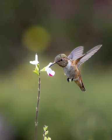 Allen's Hummingbird - Joshua Joun