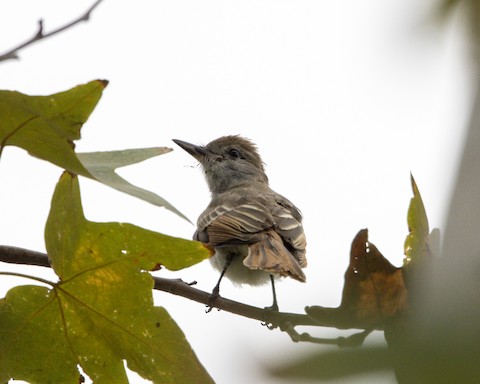 Ash-throated Flycatcher - Joshua Joun