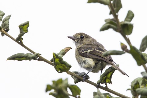 Hutton's Vireo - Joshua Joun