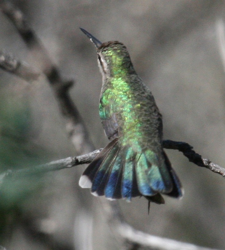 Broad-billed Hummingbird - ML470862421
