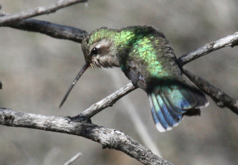 Broad-billed Hummingbird - ML470862431