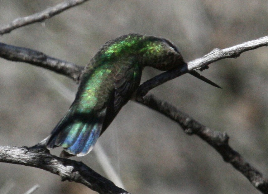 Broad-billed Hummingbird - ML470862441
