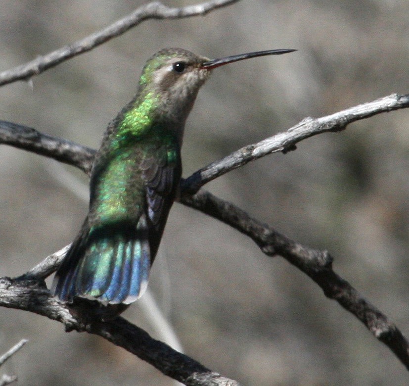 Broad-billed Hummingbird - ML470862451